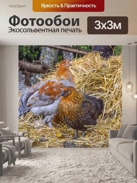 Фотообои Куры