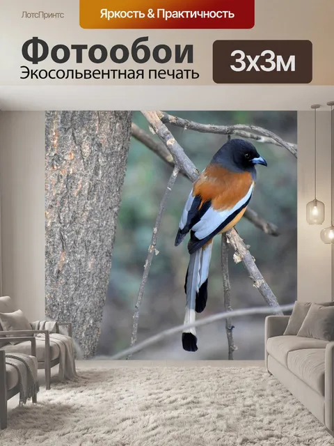 Фотообои Птица
