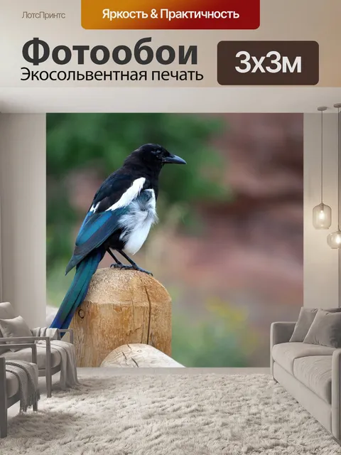 Фотообои Сорока