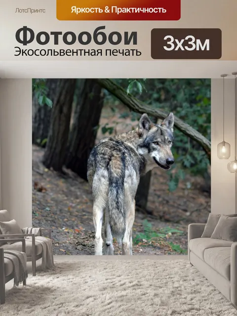 Фотообои Волк