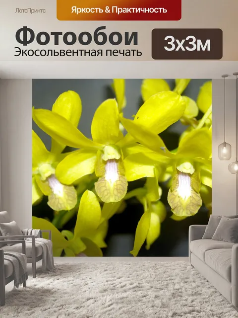 Фотообои Фото цветка орхидеи