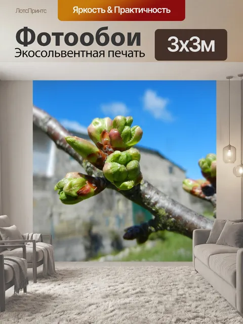 Фотообои Бутоны вишни