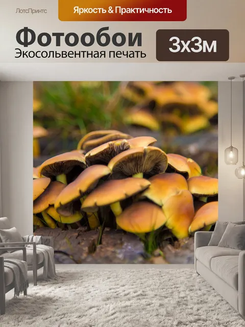 Фотообои гриб