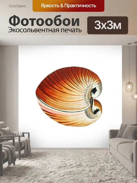 Фотообои Морская ракушка клипарт винтажное искусс
