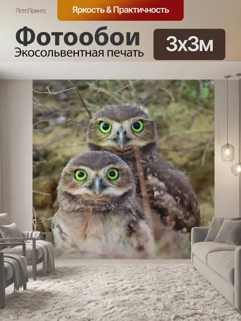 Фотообои Совы