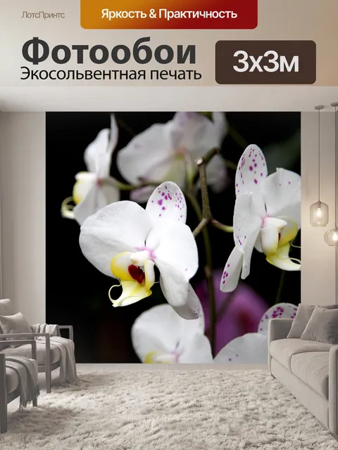 Фотообои Орхидея