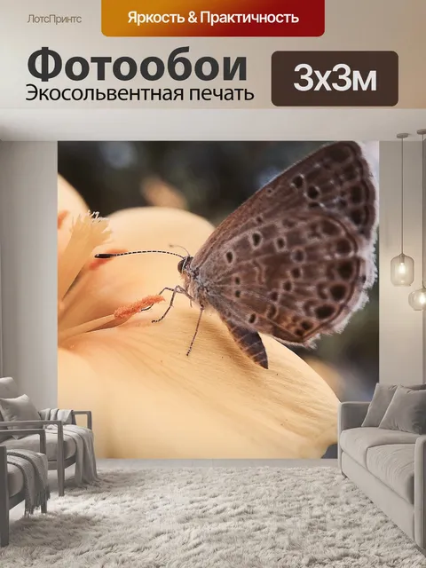 Фотообои Бабочка