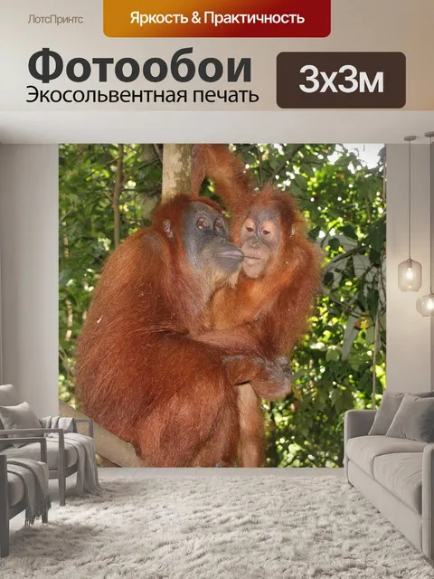Фотообои Обезьяна