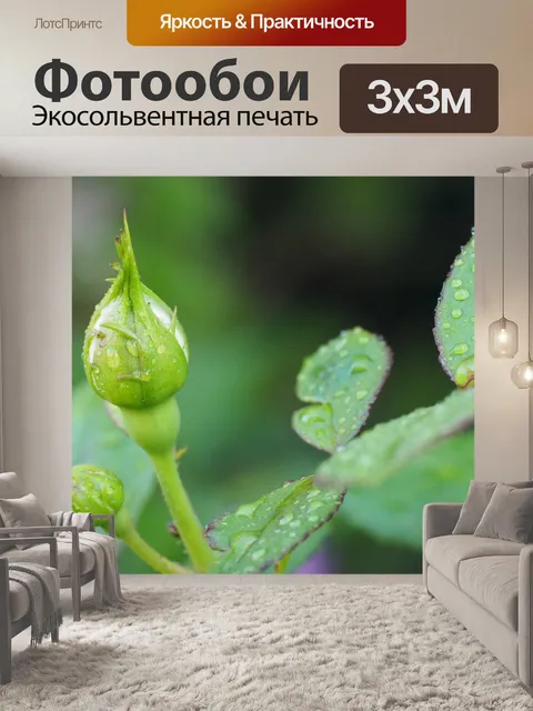 Фотообои Роза