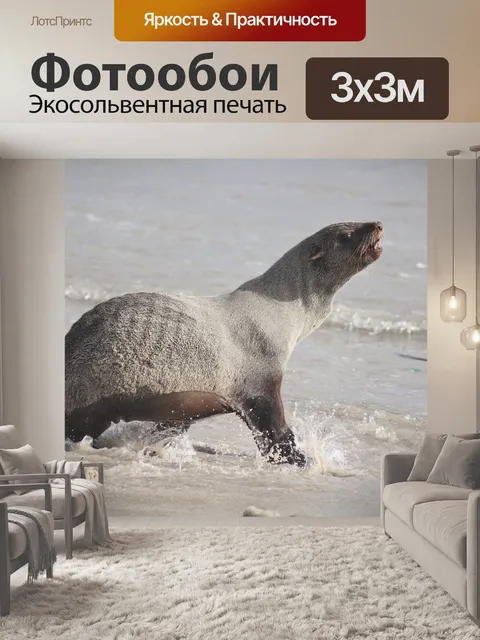 Фотообои Тюлень