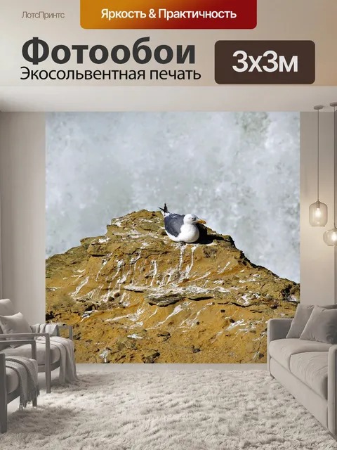 Фотообои Чайка