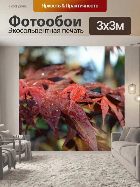 Фотообои Клен