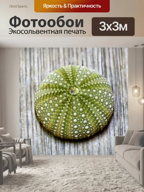 Фотообои Зеленый морской урчин крупным планом