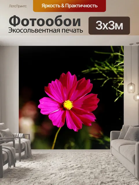 Фотообои Космея