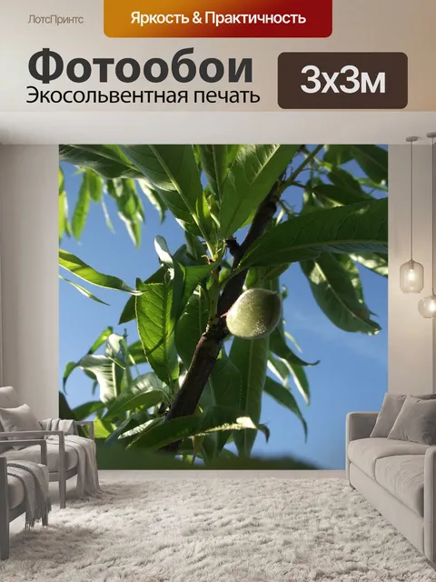 Фотообои Фрукты
