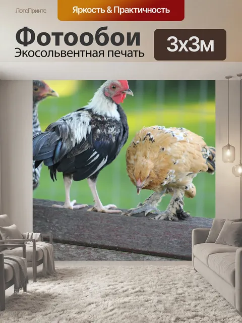Фотообои Куры