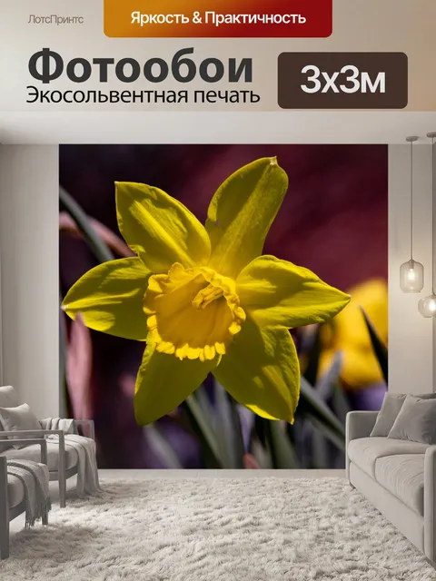 Фотообои Нарцисс, желтый цветок