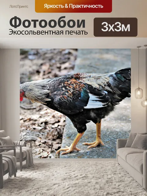 Фотообои Красочный петух крупным планом