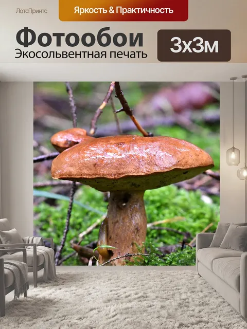 Фотообои Гриб