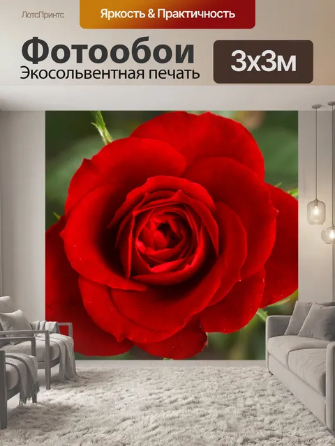 Фотообои Красивая красная роза страсть