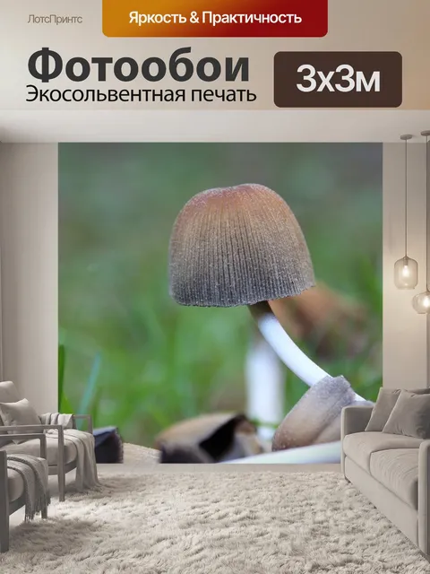 Фотообои Гриб