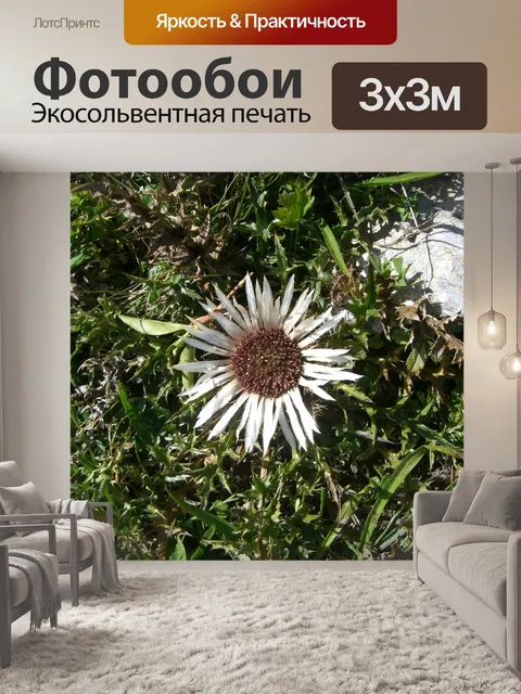 Фотообои Цветок