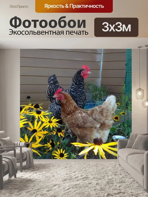 Фотообои Куры