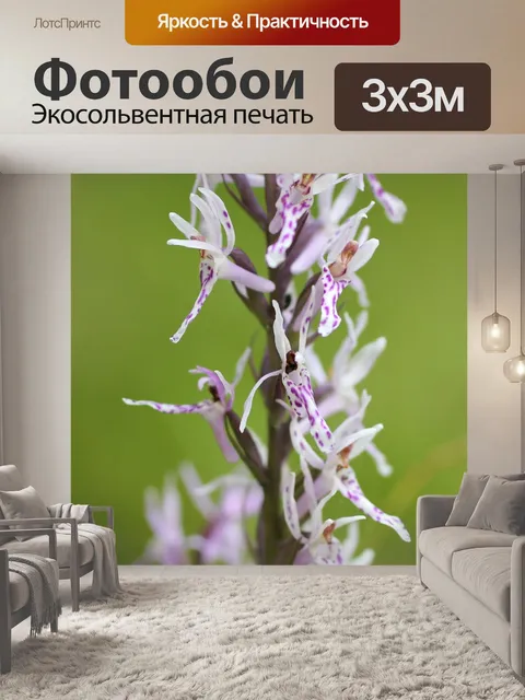 Фотообои Орхидея