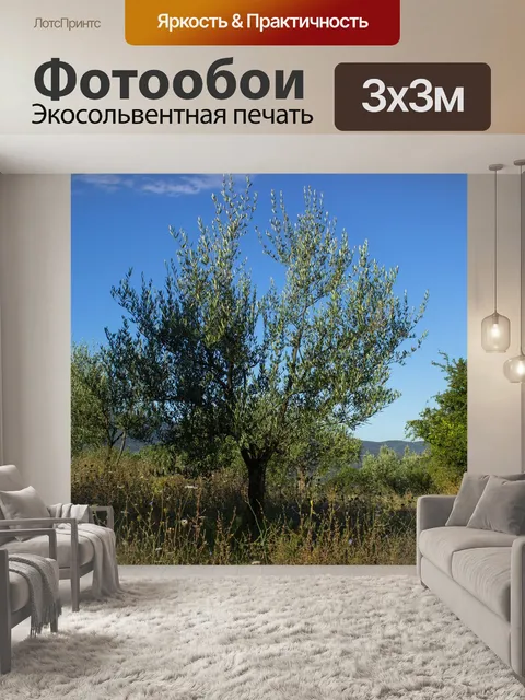 Фотообои Оливковое дерево