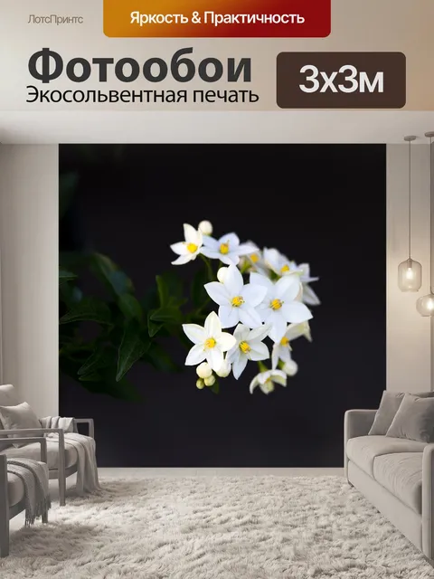 Фотообои Цветок