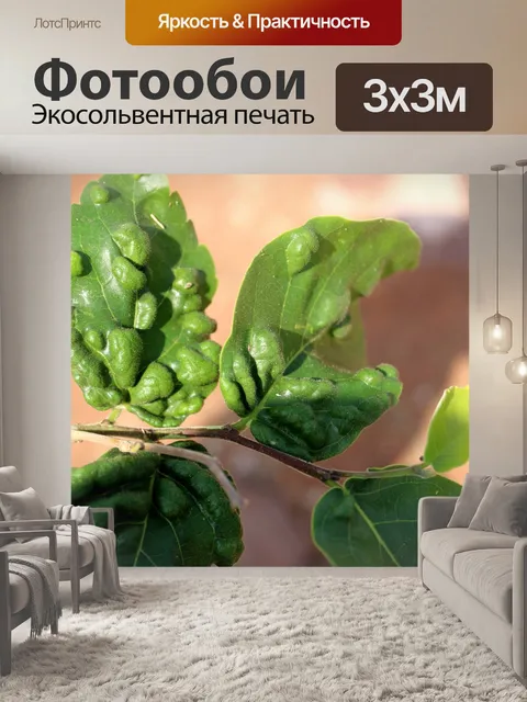 Фотообои Дикая лоза листья