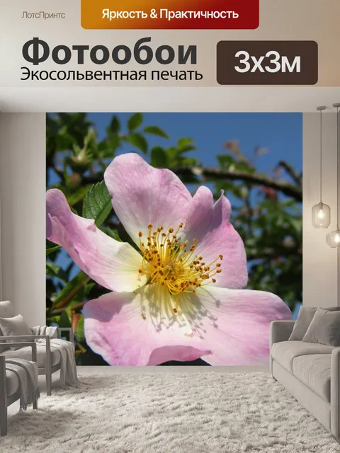 Фотообои Готово роза