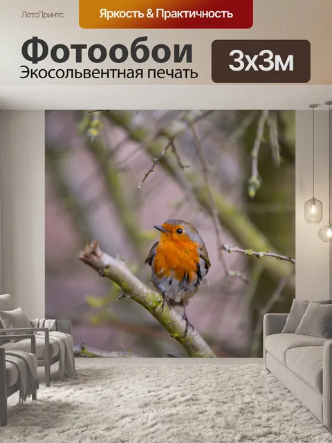 Фотообои Робин, Erithacus rubecula
