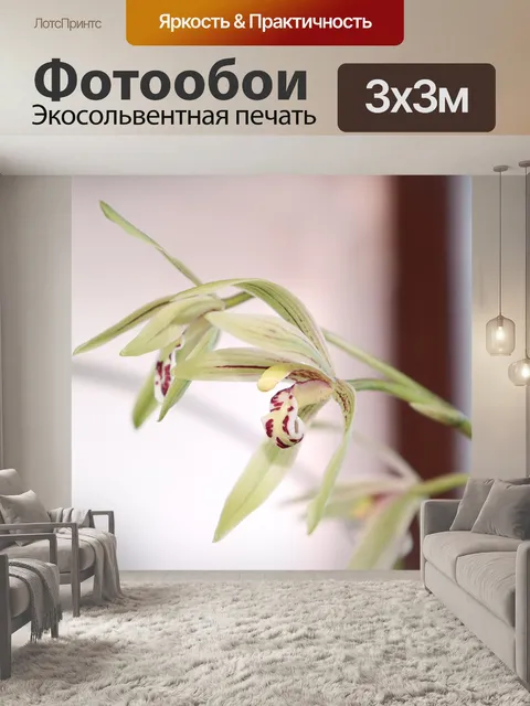 Фотообои Орхидея