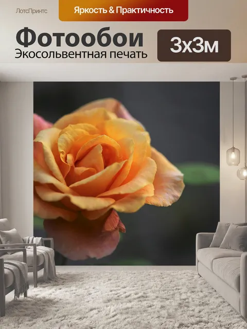 Фотообои Золотая медаль роза