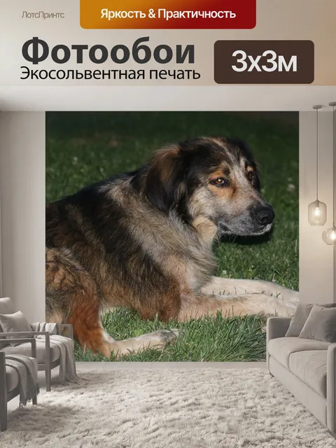 Фотообои Собака