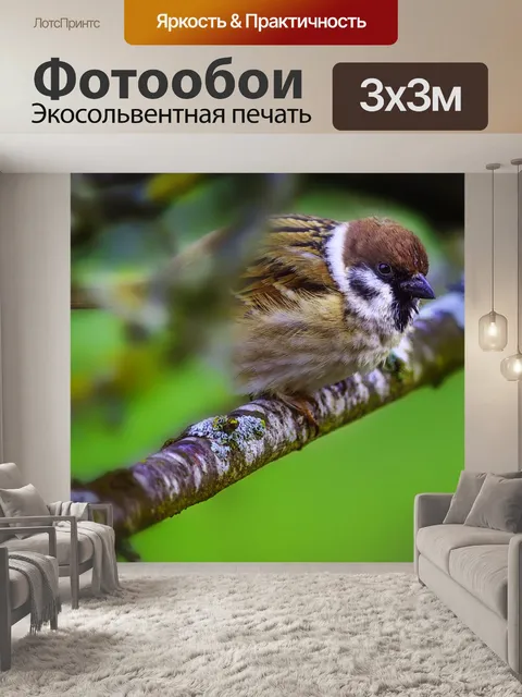 Фотообои Птицы