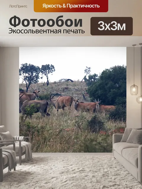 Фотообои группа Эланд антилоп