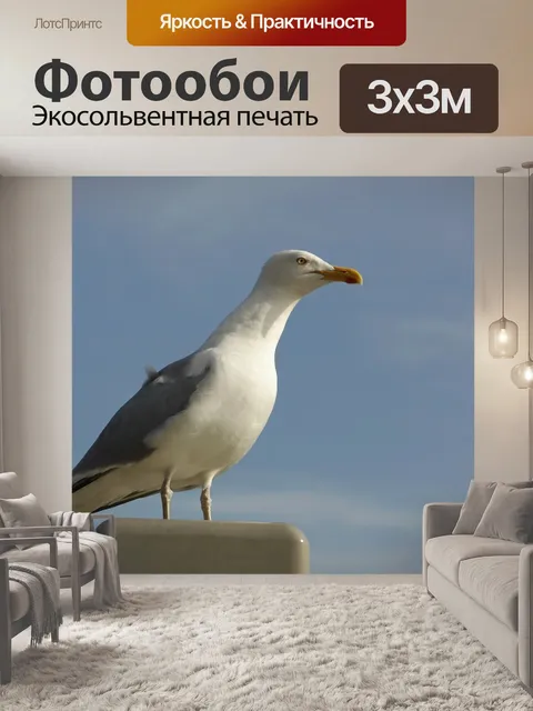 Фотообои Чайка