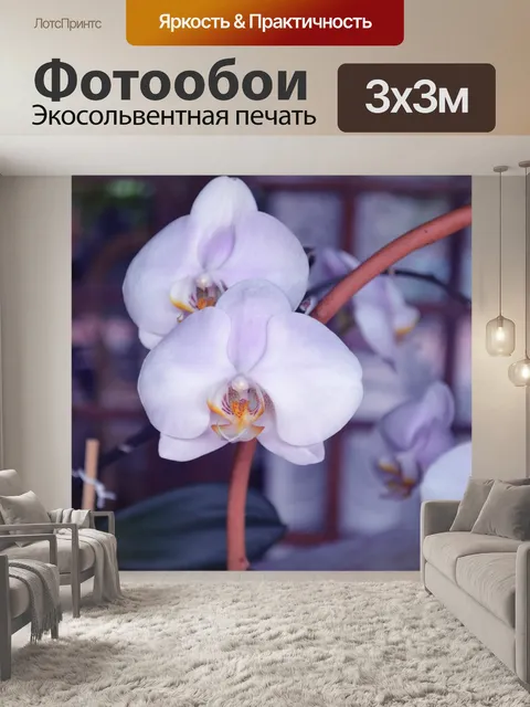 Фотообои Орхидея
