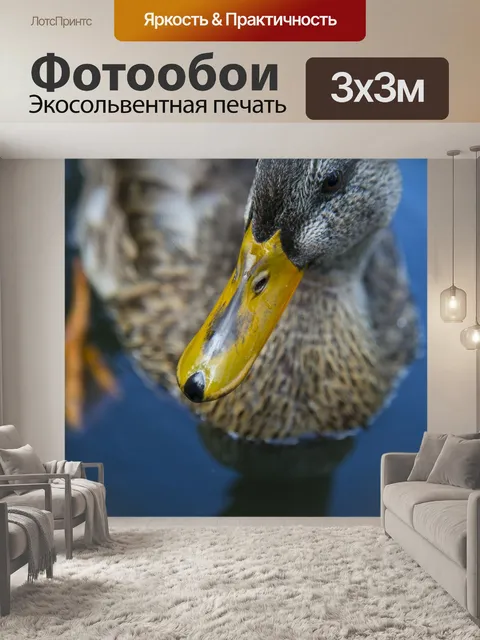 Фотообои Утка
