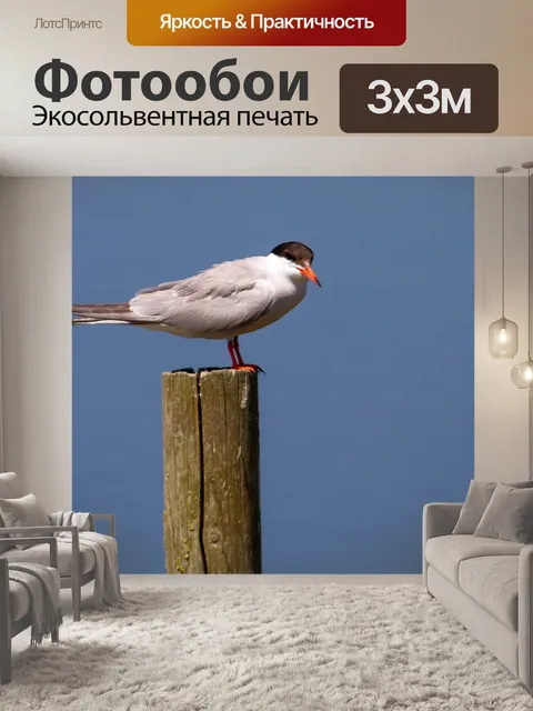 Фотообои Птицы