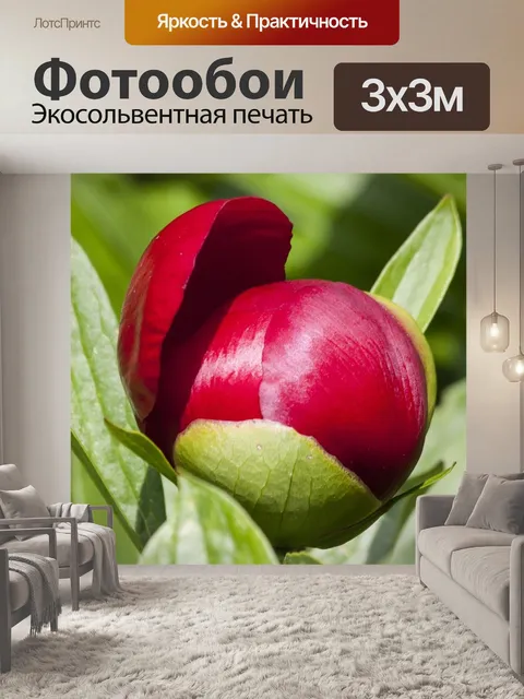 Фотообои Пион