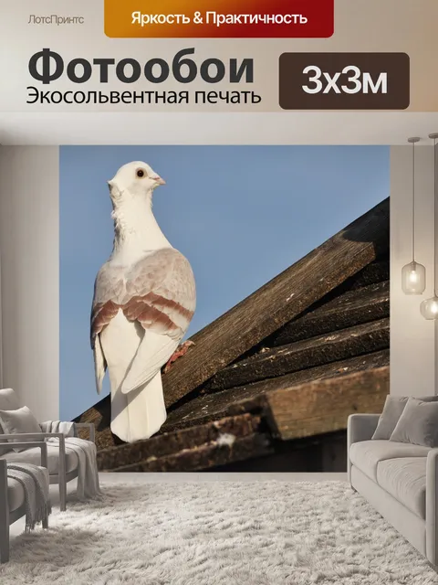 Фотообои Голубь