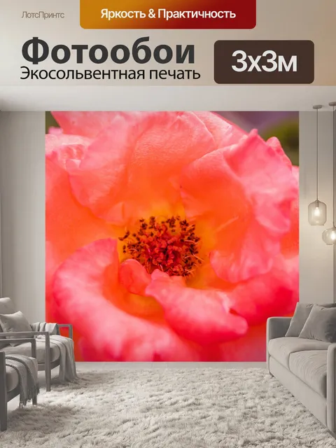 Фотообои Роза в саду