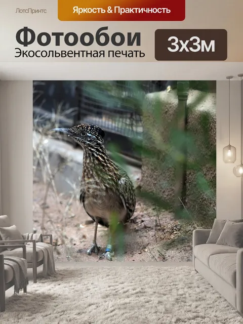 Фотообои Roadrunner
