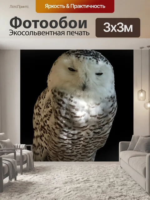 Фотообои Сова