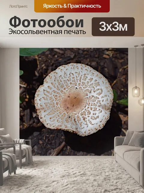 Фотообои Сад гриб