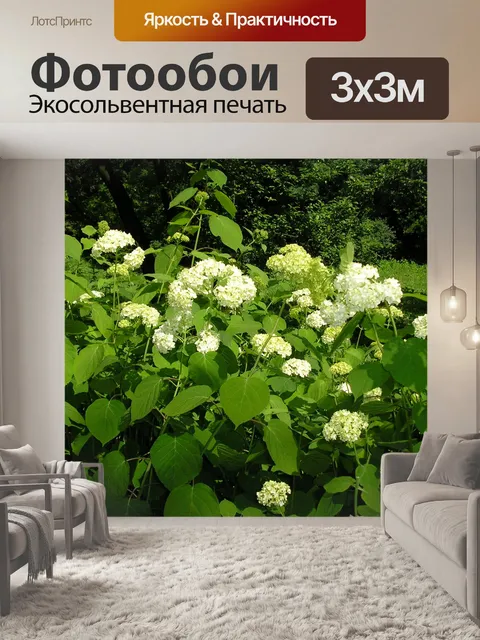 Фотообои Гортензия цветении