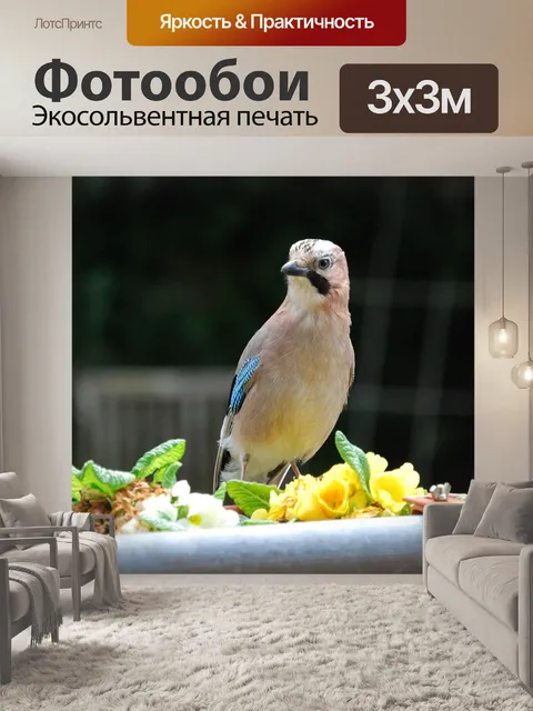 Фотообои Джей